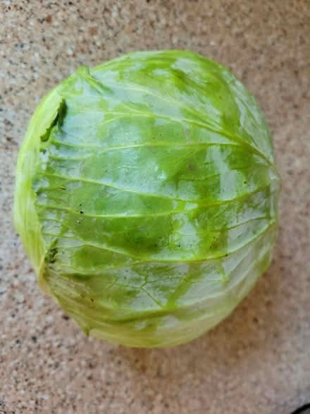 Photo of free 1 Head of Cabbage (West 7th) #2