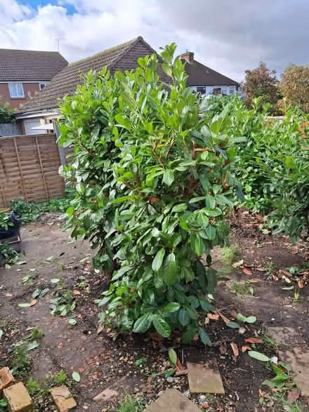 Photo of free Laurel Trees (Doddinghurst CM15) #2