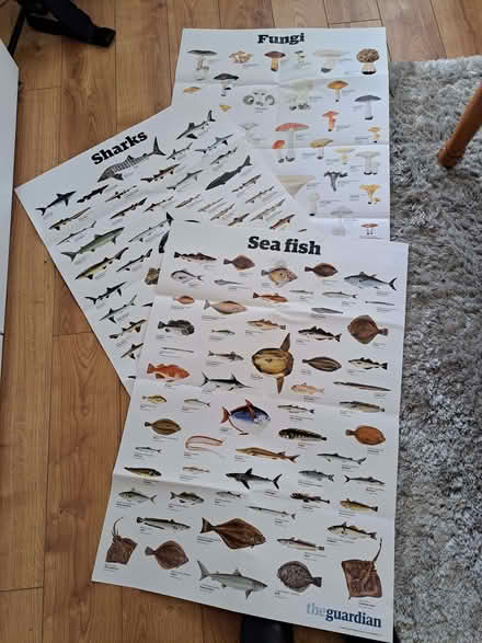 Photo of free Selection of posters from series by guardian (Scale Hall LA1) #1