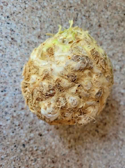 Photo of free 1 Celeriac (West 7th) #1