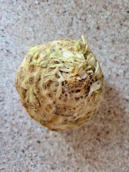Photo of free 1 Celeriac (West 7th) #2