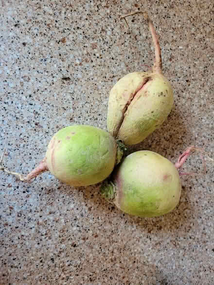 Photo of free 3 Watermelon Radishes (West 7th) #1