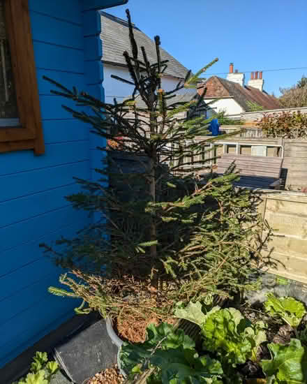 Photo of free Potted Christmas Tree For Garden (CT21) #1