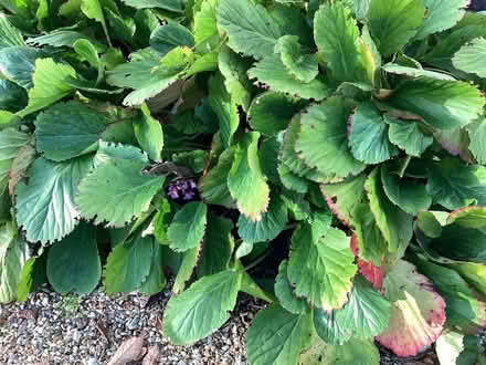 Photo of free Bergenia plants (Coleshill HP7) #1