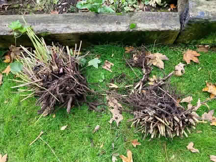 Photo of free Japanese anemones (Triscombe TA4) #1