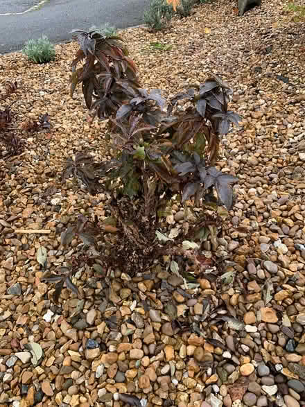 Photo of free established shrubs (Woburn Sands MK17) #2