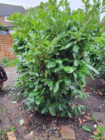 Photo of free Laurel Trees (Doddinghurst CM15) #1