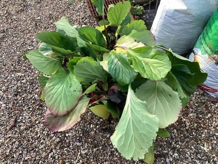 Photo of free Bergenia plants (Coleshill HP7) #2