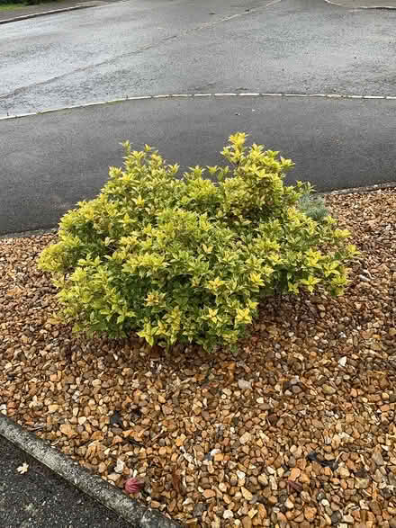 Photo of free established shrubs (Woburn Sands MK17) #4
