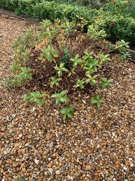 Photo of free established shrubs (Woburn Sands MK17) #1