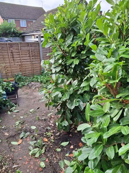 Photo of free Laurel Trees (Doddinghurst CM15) #3