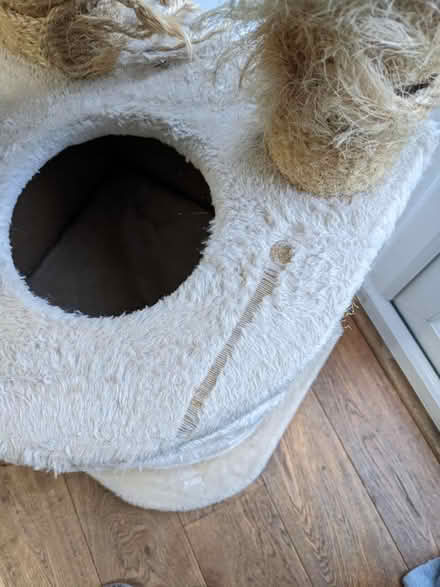 Photo of free Tall cat tree (Southdown) #3