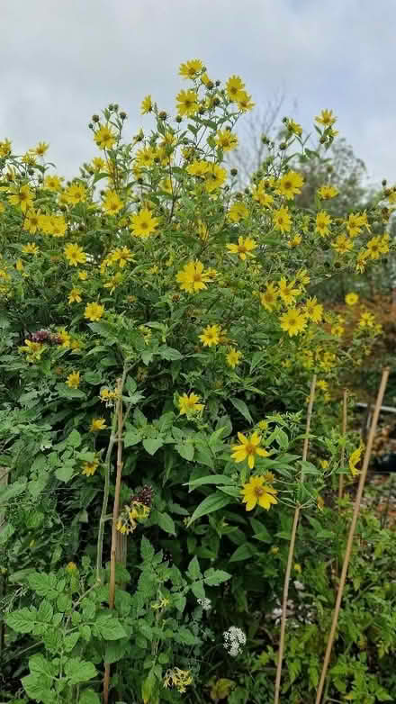 Photo of free Helianthus Lemon Queen (Oldends Farm GL10) #2