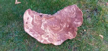 Photo of free Tree burl (Hintonburg) #1