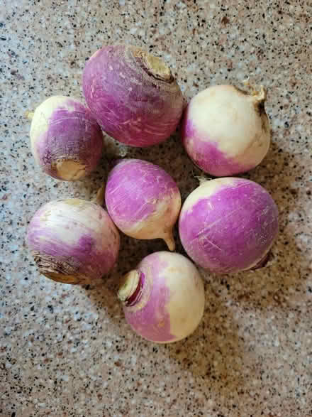 Photo of free 7 Turnips (West 7th) #1