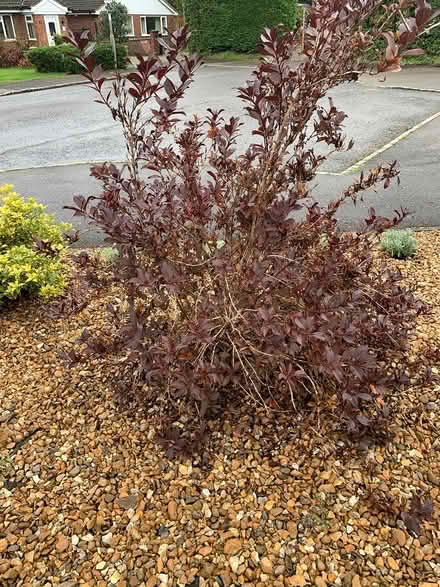 Photo of free established shrubs (Woburn Sands MK17) #3