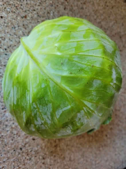 Photo of free 1 Head of Cabbage (West 7th) #3