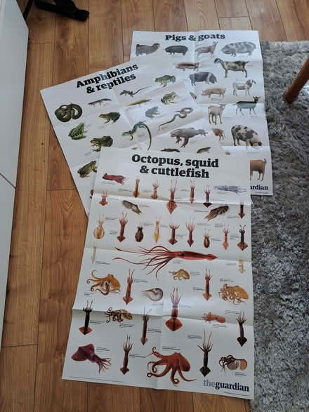 Photo of free Selection of posters from series by guardian (Scale Hall LA1) #3