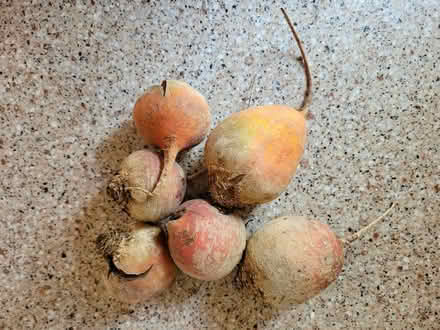 Photo of free 6 Golden Beets (West 7th) #1