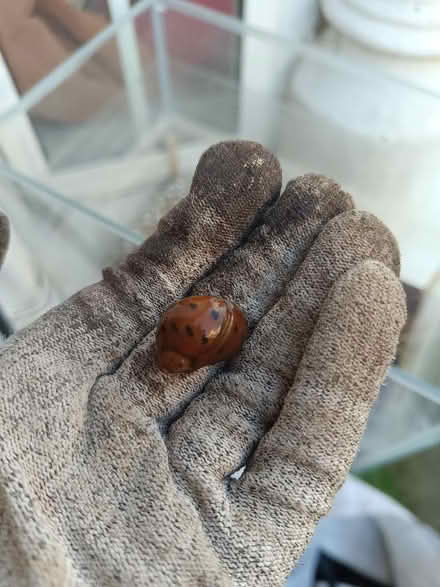 Photo of free Zebra Nerite Acquarium Snail (Kentish Town NW5) #1