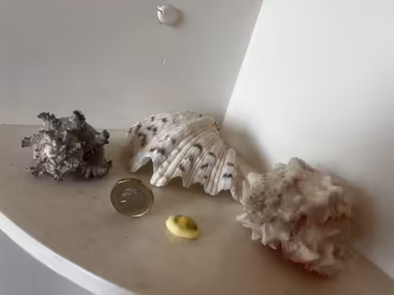 Photo of free Decorative Shells (Comiston EH10) #1