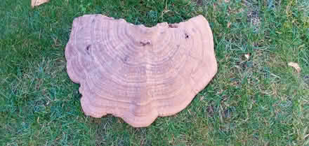 Photo of free Tree burl (Hintonburg) #2