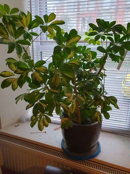 Photo of free Umbrella plant (Portway, Frome, BA11) #3