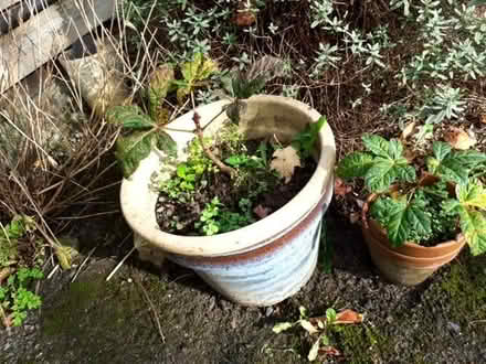Photo of free 2 Red horse chestnut seedlings. (Bleddfa LD7) #1