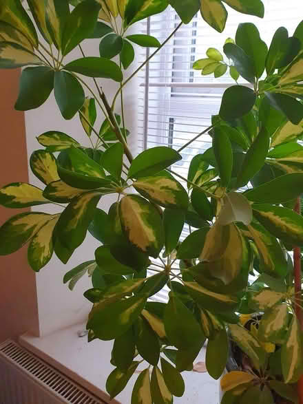Photo of free Umbrella plant (Portway, Frome, BA11) #2