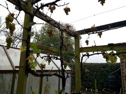 Photo of free Grapes, Grant. Dessert/wine (Lydbury North SY7) #1