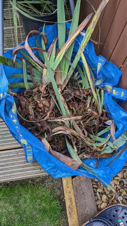 Photo of free Bearded Irises (Market Weighton) #1