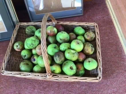 Photo of free Bramley cooking apples (Crooklands LA7) #1