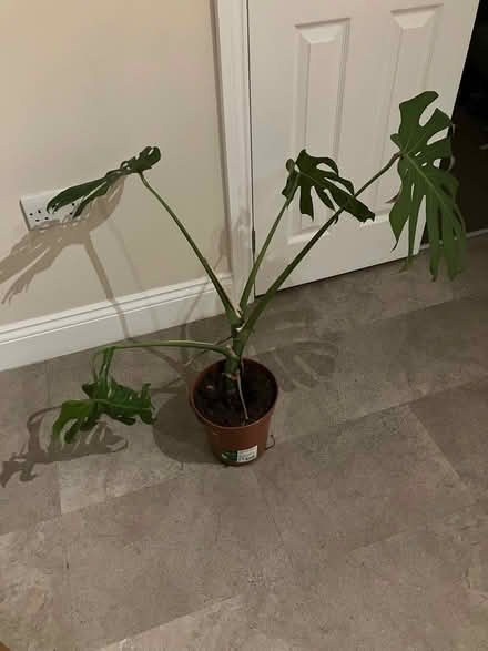 Photo of free Cheese Plant (Appleby-in-Westmorland CA16) #1