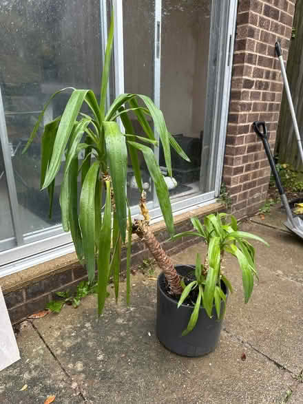 Photo of free Yucca Plant in pot (Knebworth SG3) #1