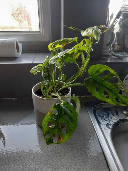 Photo of free House plants (LS26 rothwell) #2