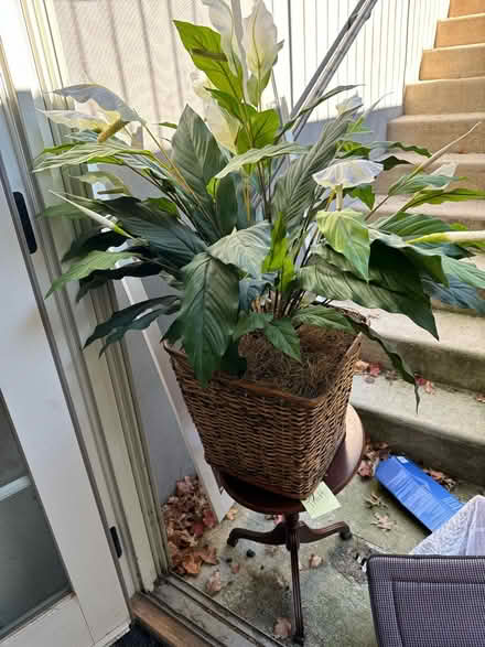 Photo of free Artificial Lily plant (Ambler) #1