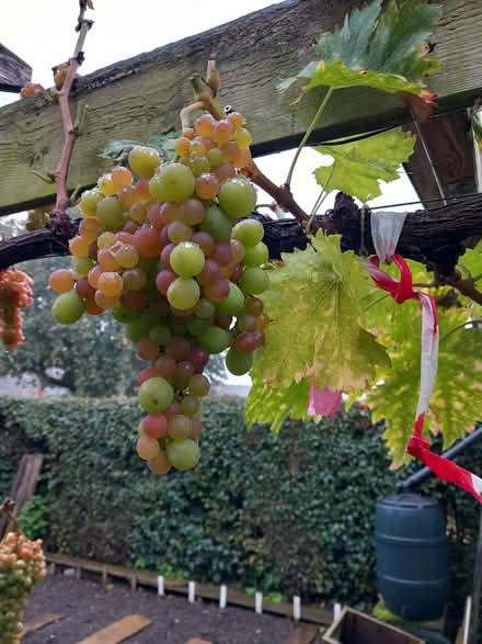 Photo of free Grapes, Grant. Dessert/wine (Lydbury North SY7) #2