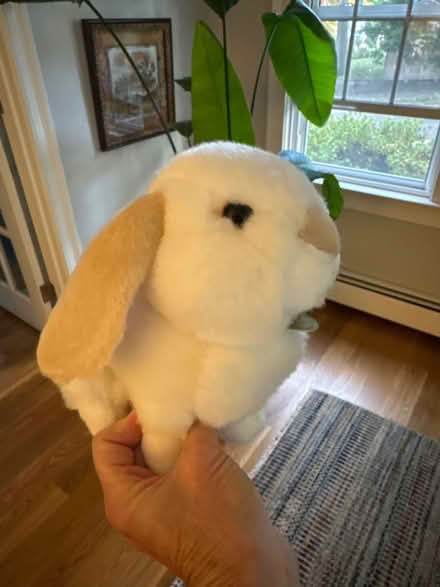 Photo of free Popsicle maker & Stuffed Bunny (Newton Highlands south of Rt 9) #2