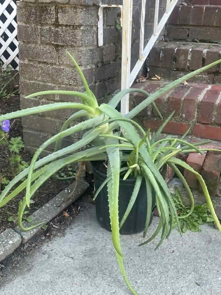 Photo of free big aloe plant (Winter Hill, Somerville) #1