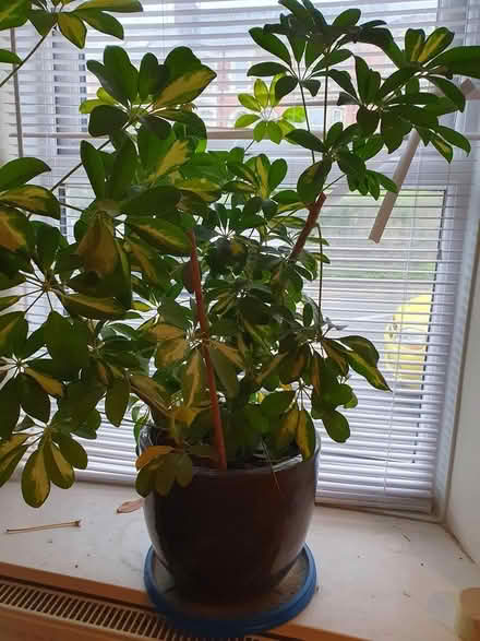 Photo of free Umbrella plant (Portway, Frome, BA11) #1