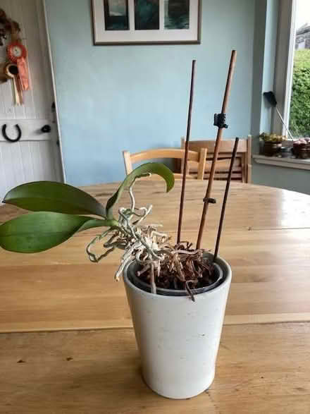Photo of free orchid in white pot (Boswall EH5) #1