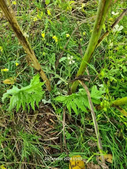 Photo of free Artichoke Plants (BS24) #2