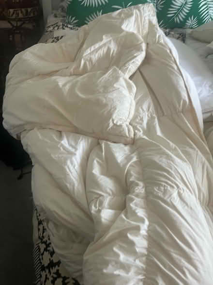 Photo of free Duvet and cushions (Withdean) #2