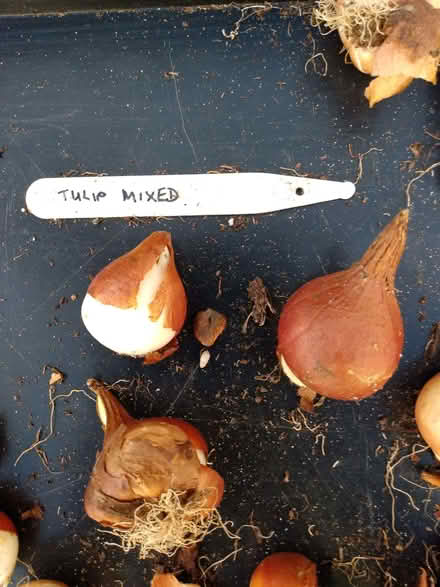 Photo of free Tulip Bulbs (Shurdington GL51) #2