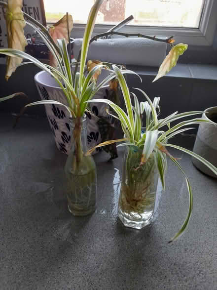 Photo of free House plants (LS26 rothwell) #3