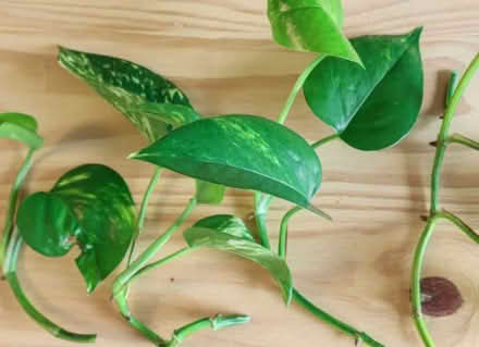 Photo of Photo s or Devils Ivy cuttings (Abingdon OX14) #1