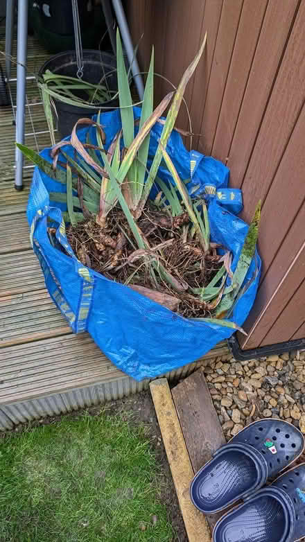 Photo of free Bearded Irises (Market Weighton) #2