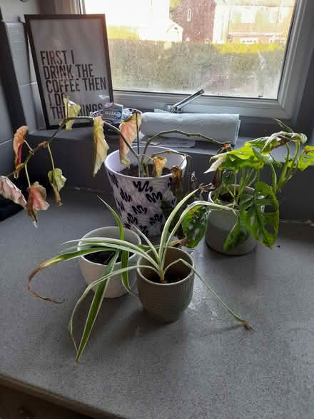 Photo of free House plants (LS26 rothwell) #1