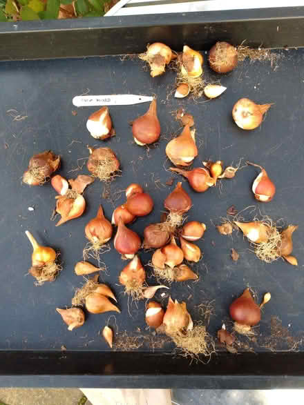 Photo of free Tulip Bulbs (Shurdington GL51) #1
