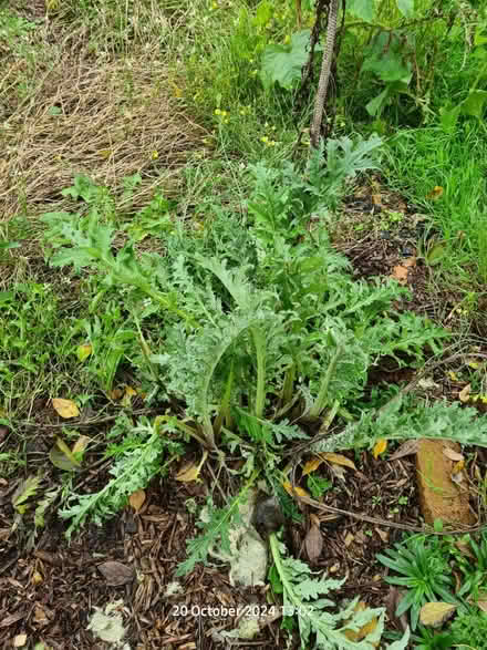 Photo of free Artichoke Plants (BS24) #1